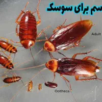 سوسک  ،قاتل ریزو درشتشون منم