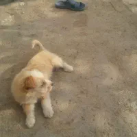 یک عدد سگ پاکوتاه|سگ|سربیشه, |دیوار