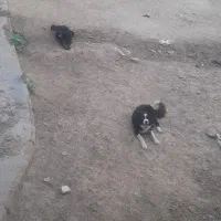 سلام سگ درج یک جفت نرولاس
