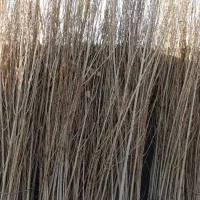 نهال ریشه پر