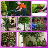 خدمات باغبانی کرج عظیمیه مهرشهر محمدشهر گوهردشت