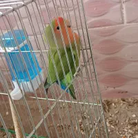 طوطی برزیلی گم شده