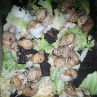 حلزون آچاتینا افریقایی البینو|خزنده|اصفهان, خانه اصفهان|دیوار