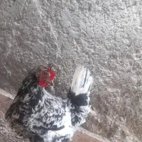 دو مرغ ماده تخمی