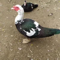 فروش اردک اسرائیلی