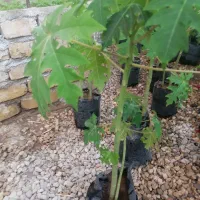 نهال پاپایا|خدمات باغبانی و درختکاری|نورآباد ممسنی, |دیوار