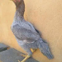 مرغ لاری طوس