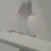 کفتربهبهانی سبزکاکل پاپر