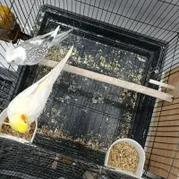 عروس هلندی با جوجه|پرنده|زابل, |دیوار