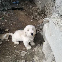 سگ نر