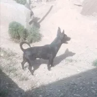 توله سگ جک راصل اصل