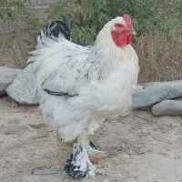 خروس برهما جوان
