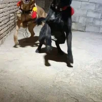 زشتول خانم و افسر