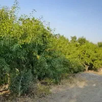 باغ ۶۰۰۰ متری با انواع درختان میوه|فروش دفتر صنعتی، کشاورزی، تجاری|شهرکرد, |دیوار