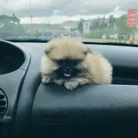 سگ پامر خرسی