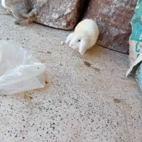 خرگوش لوپ
