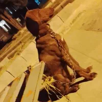 سگ دوبرمن واگزاری