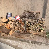 انواع چوب خریدار م