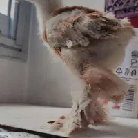 تخم نطفه دار از خفنترین رنگهای ویندوت  و برهما