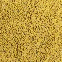 بذر یونجه رنجر 200کیلو درجه یک