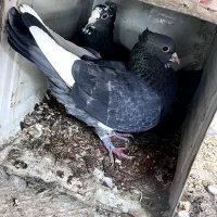 کفتر کبوتر پلنگ