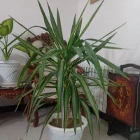 گل یوکا|گل و گیاه طبیعی|اندیشه, شهرک مریم|دیوار