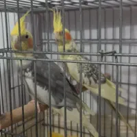 عروس هلندی مولد