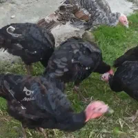 غاز و بوقلمون می‌فروشم