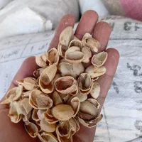 پوست پسته.. خریدارم