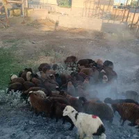 گوسفند زنده بره نرینه بلوار شاهنامه
