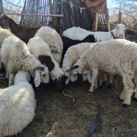 پنج عددگوسفند بره نر