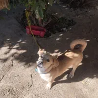 سگ بازیگوش و پاکوتاه|سگ|سرپل ذهاب, |دیوار