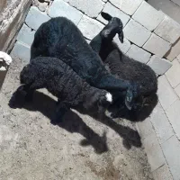 میش بره