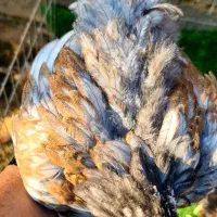 فروش برهمای پورسلن|حیوانات مزرعه|سورک, |دیوار