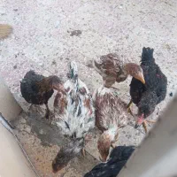 خروس لاری|حیوانات مزرعه|شیراز, سعدیه شمالی|دیوار