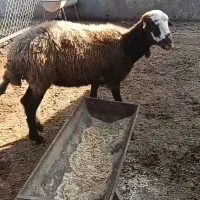 گوسفند افشاری جوان ۳ ماه آبستن سونو شده