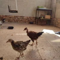 خروس و مرغ  رسمی