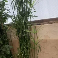 گیاه نخل مرداب|گل و گیاه طبیعی|اسلامشهر, شهرک لاله|دیوار