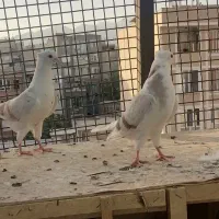 کبوتر پشتی پشت دار