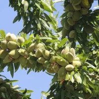 نهال بادام تونو