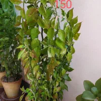 گل و گیاه آپارتمانی|گل و گیاه طبیعی|فلاورجان, |دیوار