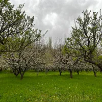 کتاب چگونه زمین کشاورزی وباغات خودرامفت فروش نکنیم