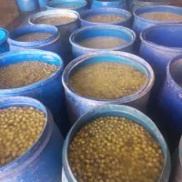 فروش زیتون طارم نقدی|خوردنی و آشامیدنی|طارم, |دیوار