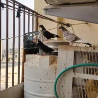 کبوتر فروشی