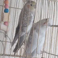 پرنده فروش فوری