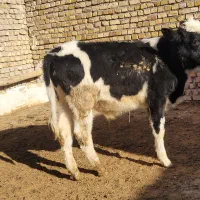 حیوانات|حیوانات مزرعه|قزوین, |دیوار