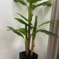 درختچه موز مصنوعی