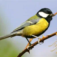 سهره ز.|پرنده|شیراز, میرزاکوچک خان|دیوار