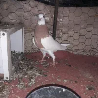 جفت جوجه سیاه دم سفید.جوجه طوق زرد نر|پرنده|بهبهان, |دیوار