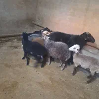 بره نرو ماده